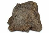 Fossil Ornithischian Dinosaur Bone Section - Montana #355181-1
